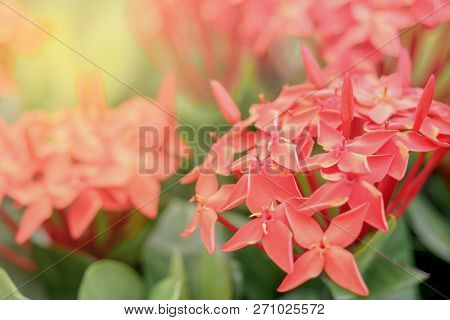 Red Ixora Spike Flower. King Ixora Blooming Ixora Coccinea Flower In The Garden. Shallow Dof.