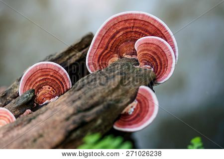Ganoderma Lucidum Mushroom Or Ling Zhi Mushroom On Timber