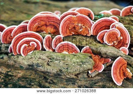Ganoderma Lucidum Mushroom Or Ling Zhi Mushroom On Timber