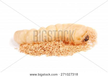 Larva Bark Beetle (scolytinae). Larva Of Bark Beetles Legless Isolated On White Background.