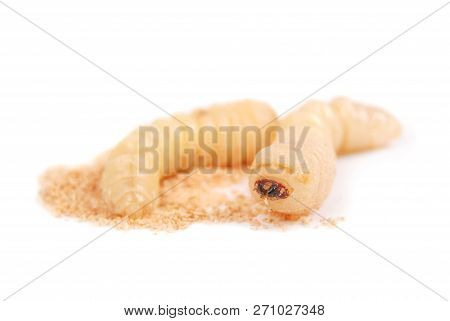 Larva Bark Beetle (scolytinae). Larva Of Bark Beetles Legless Isolated On White Background.