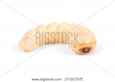 Larva Bark Beetle (scolytinae). Larva Of Bark Beetles Legless Isolated On White Background.