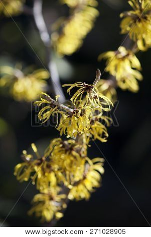 Yellow Flowers Of A Witch Hazel Tree Bloom In Early Spring.