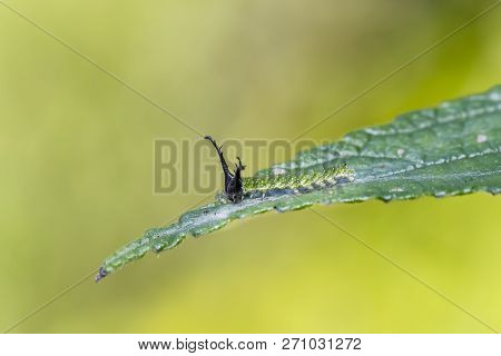 Caterpillar Of Tabby Butterfly  (pseudergolis Wedah) On Its Host Plant Leaf