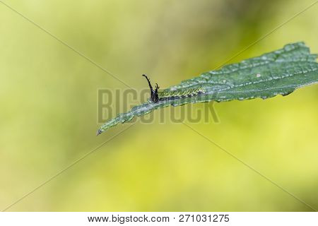 Caterpillar Of Tabby Butterfly  (pseudergolis Wedah) On Its Host Plant Leaf