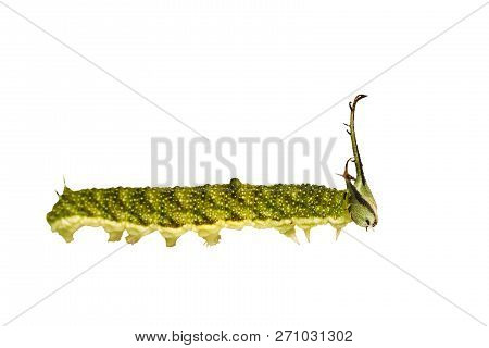 Isolated Caterpillar Of Tabby Butterfly  (pseudergolis Wedah) On White