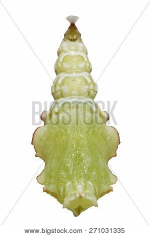 Isolated Pupation To Chrysalis Of Tabby Butterfly  (pseudergolis Wedah) On White