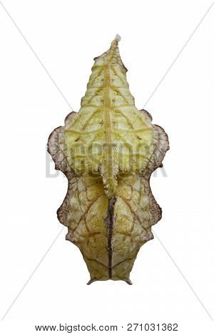 Isolated Chrysalis Of Tabby Butterfly  (pseudergolis Wedah) On White