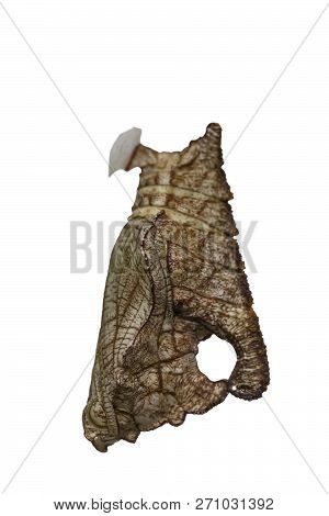 Isolated Chrysalis Of Tabby Butterfly  (pseudergolis Wedah) On White