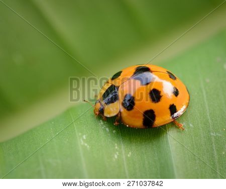 Ladybug Yellow On A Green Leaf Background, Variable Ladybird Beetles - Coelophora Inaequalis