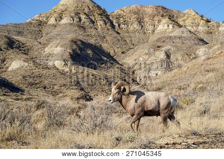 Male Ram Bighorn Sheep Stares Into The Camera As He Walks By. Taken In Montana On A Sunny Day