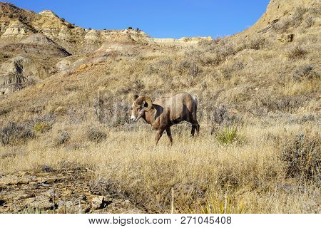 Male Ram Bighorn Sheep Stares Into The Camera As He Walks By. Taken In Montana On A Sunny Day