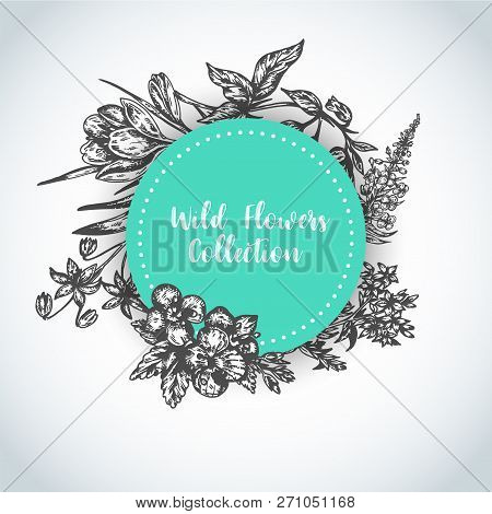 Herbs And Wild Flowers Background Vintage Collection Of Plants Vector Illustrations In Sketch Style