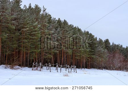 Winter Snowy Pine Forest Narva Bay. Narva-joesuu