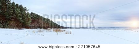 Winter Snowy Pine Forest Narva Bay. Narva-joesuu