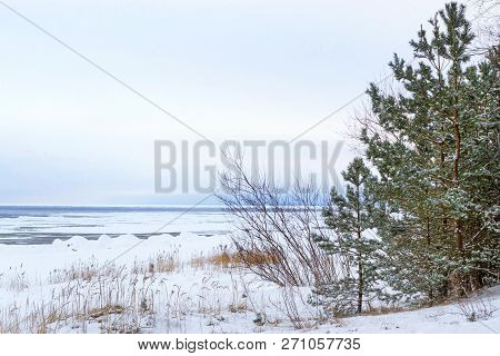 Winter Snowy Pine Forest Narva Bay. Narva-joesuu