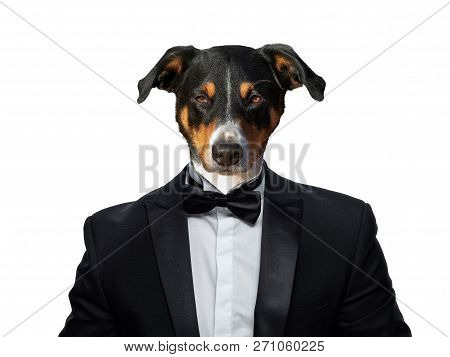 Portrait Of A Appenzeller Mountain Dogin A Business Suit