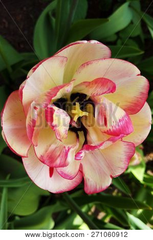 Monsella Double Early Tulip. Tulips With Red And Yellow Stripes In Garden. Brightest Tulip.
