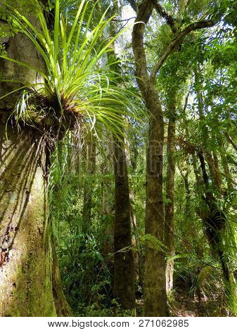 Big Trees And Lush Vegetation Of The Subtropical Waipoua Forest, New Zealand