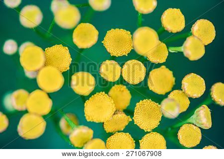 Tansy Flowers Close Up. Tanacetum Vulgare Blossom Plant. Yellow Healthy Herb Flowers, Macro View.