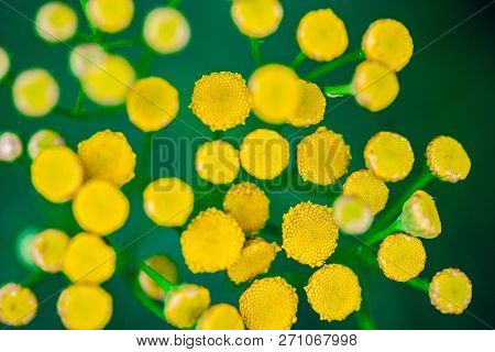 Tansy Flowers Close Up. Tanacetum Vulgare Blossom Plant. Yellow Healthy Herb Flowers, Macro View.