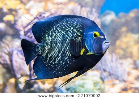 King Angelfish Holacanthus Passer , Also Known As The Passer Angelfish.