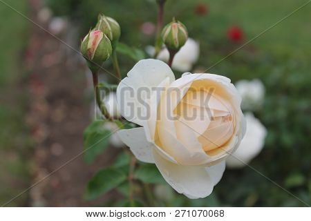 Ellow Rose In The Garden With Bokeh. Gorgeus Rose Macro Big Orange Rose. Beautiful Yellow Rose On Th