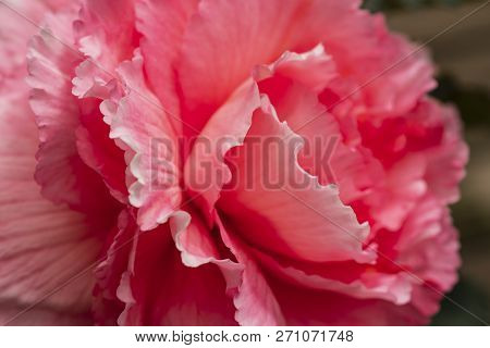 Bright Pinc Flowers Of Begonia Close-up. Pinc Begonia .