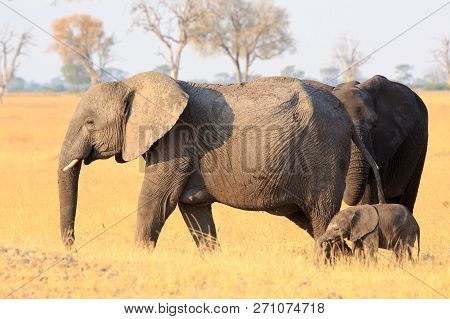 Mother And Calf Elephants Standing On The Dry Yellow African Plains In Hwange National Park, Zimbabw