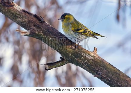 Siskin (spinus Spinus) Sits On A Thick Branch On The Background Of Snow And Bushes.