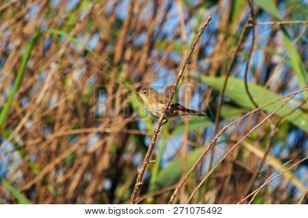 Marsh Warbler (acrocephalus Palustris) Sits On A Branch Against A Background Of Reeds By The River.