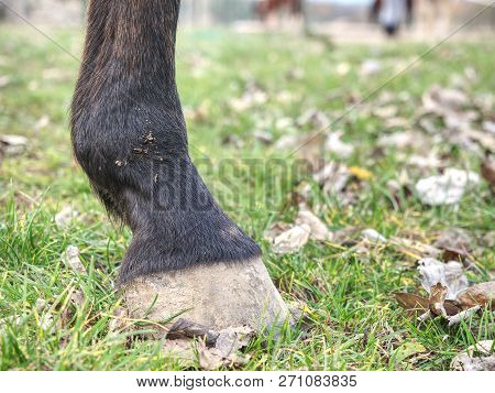 Detail Horse  Black Feet On The Grassy Ground.  Unshod Hoof Of An Experienced Domestic Horse.