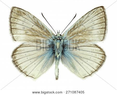 Male Specimen Of Polyommatus Virgilius, A Butterfly Species Only Found In Italy