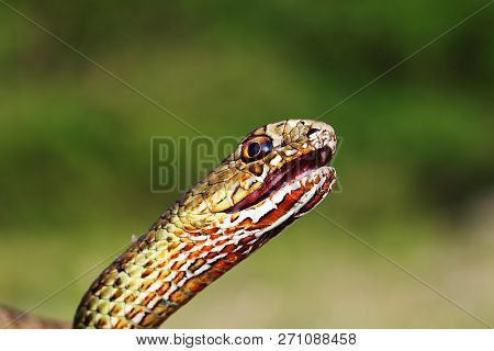 Angry Eastern Montpellier Snake, Portrait Of Reptile In The Wild ( Malpolon Insignitus )