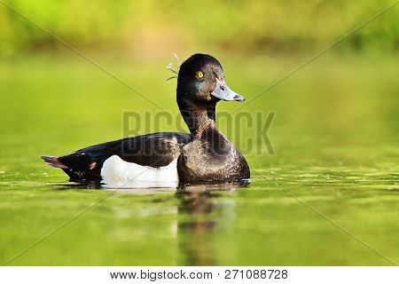 Beautiful Tufted Duck Drake Swimming On Lake Surface ( Aythya Fuligula )