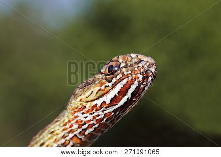 Macro Portrait Of Colorful Eastern Montpellier Snake ( Malpolon Insignitus ) Over Green Out Of Focus