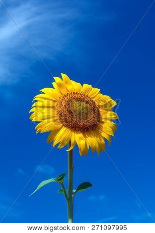 Sunflower Summer Flower Close-up, Against A Background Of Clouds. Agroculture, Harvest.