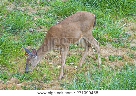 Blacktail Deer Feeding In The Meadow On The Olympic Peninsula In Washington