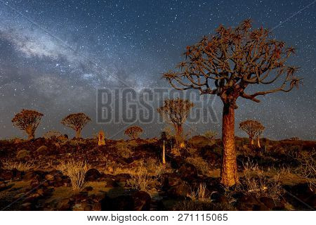 The Quivertrees With Galaxy In Quivertree Forest Rest Camp, Keetmanshoop Of Namibia.
