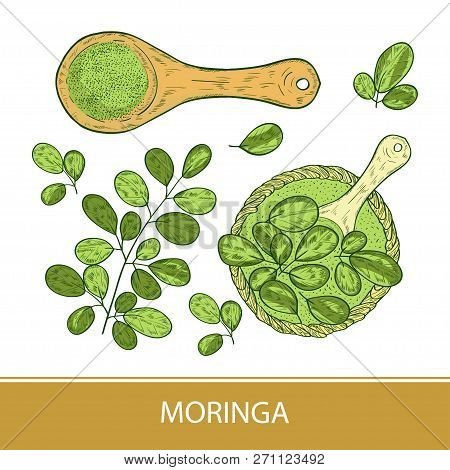 Moringa. Plant. Leaves, Powder, Spoon. Sketch. Color Pattern. Set