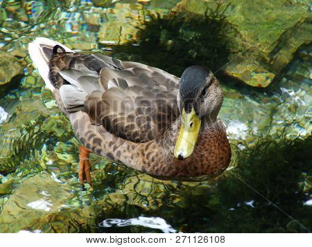 The Duck At The Source Of The Bosna River In Sarajevo