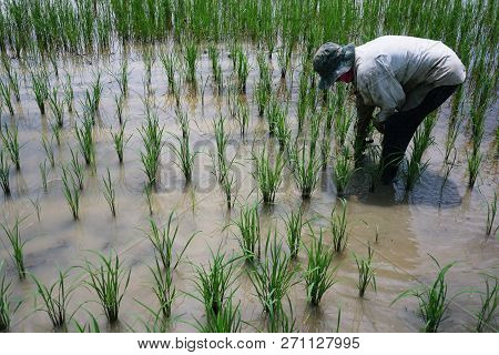 Transplant Rice Seedlings Is Removal Of Seedlings From The Plots. Must Remove Mud At The Roots. Then