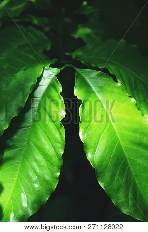Robusta Coffee Has A Higher Caffeine Content Than Arabica Coffee. It Has A Bitter Taste And Is Predo