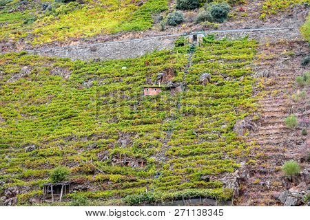 View Vineyards, Grapes, Cottages And Transport Rails Along River Sil.