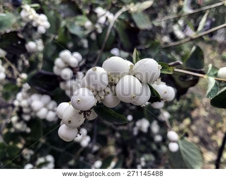 Snowberries On A Branch.  Garden Decorative Bushes. Close Up.