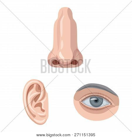 Vector Illustration Of Human And Part Logo. Collection Of Human And Woman Vector Icon For Stock.