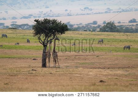 Giraffe Browsing Tree Near Gazelle And Zebra