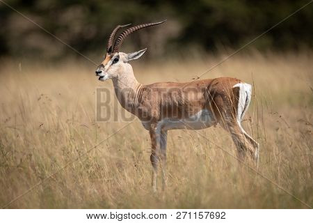 Grant Gazelle Opens Mouth Standing In Grass