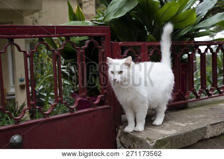 A White Beautiful Cat Is On A Garden Wall At Outdoor