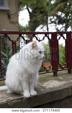 A White Beautiful Cat Is On A Garden Wall At Outdoor